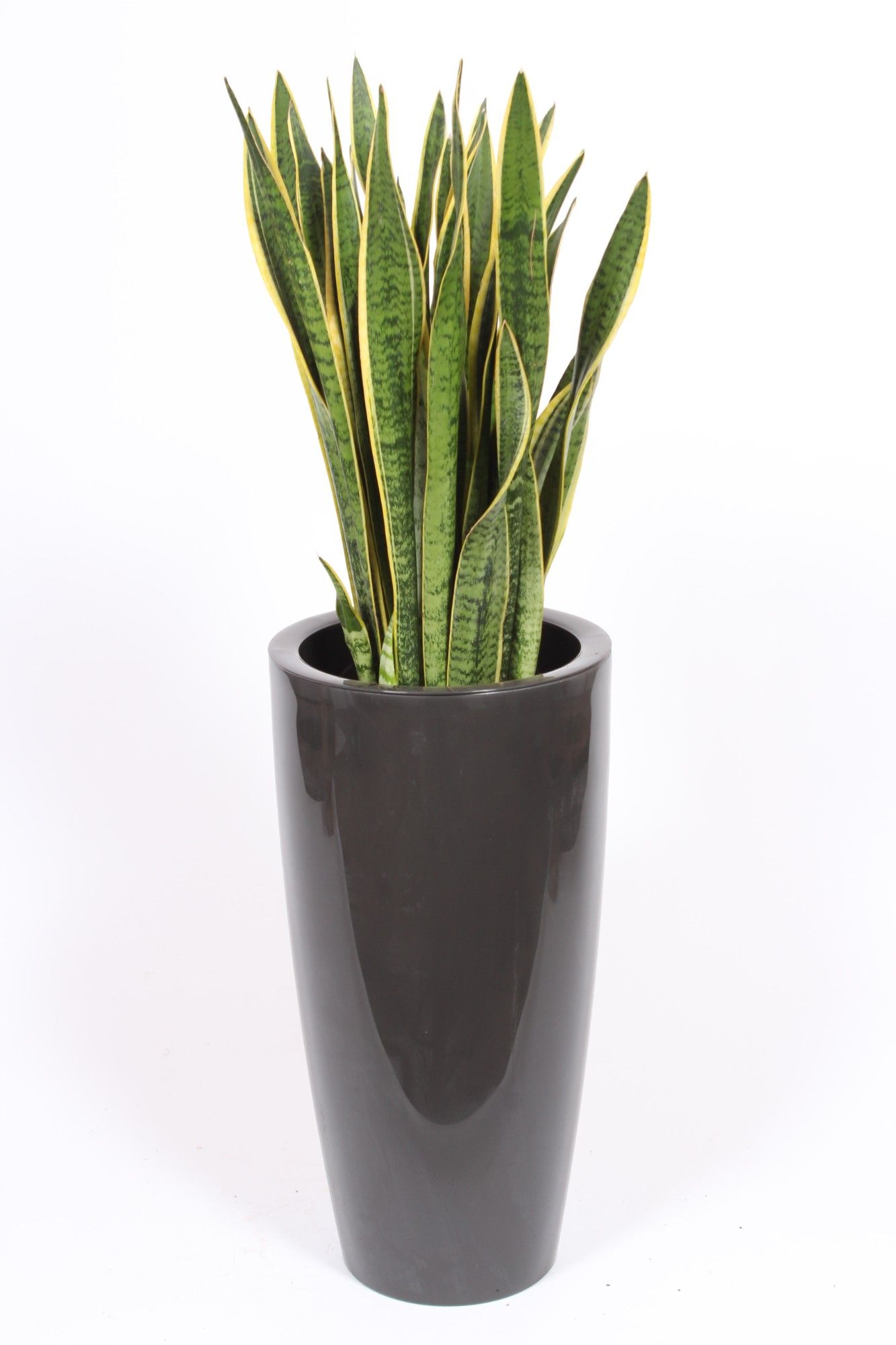 Sansevieria Laurentii in Santorini pot "antraciet", D 33