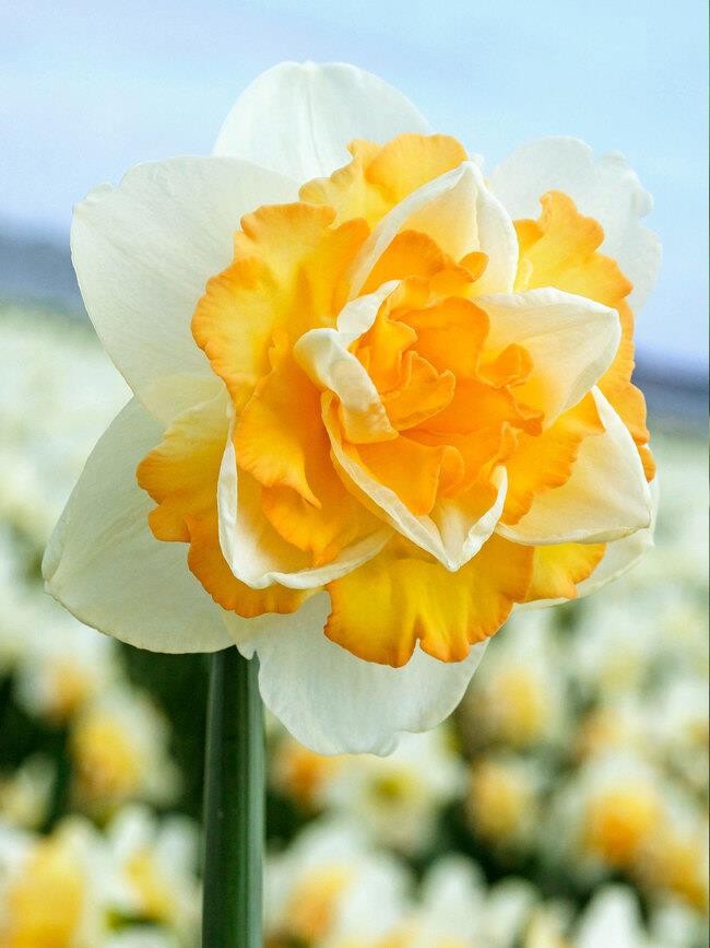 NARCISSUS CYCLAMINEUS 'GOLDEN PEARL', D 11
