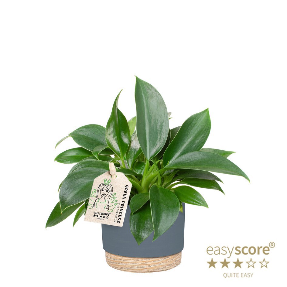 PHILODENDRON ERUBESCENS 'GREEN PRINCESS', D 7 cm PHILODENDRON ERUBESCENS 'GREEN PRINCESS', D 7 cm