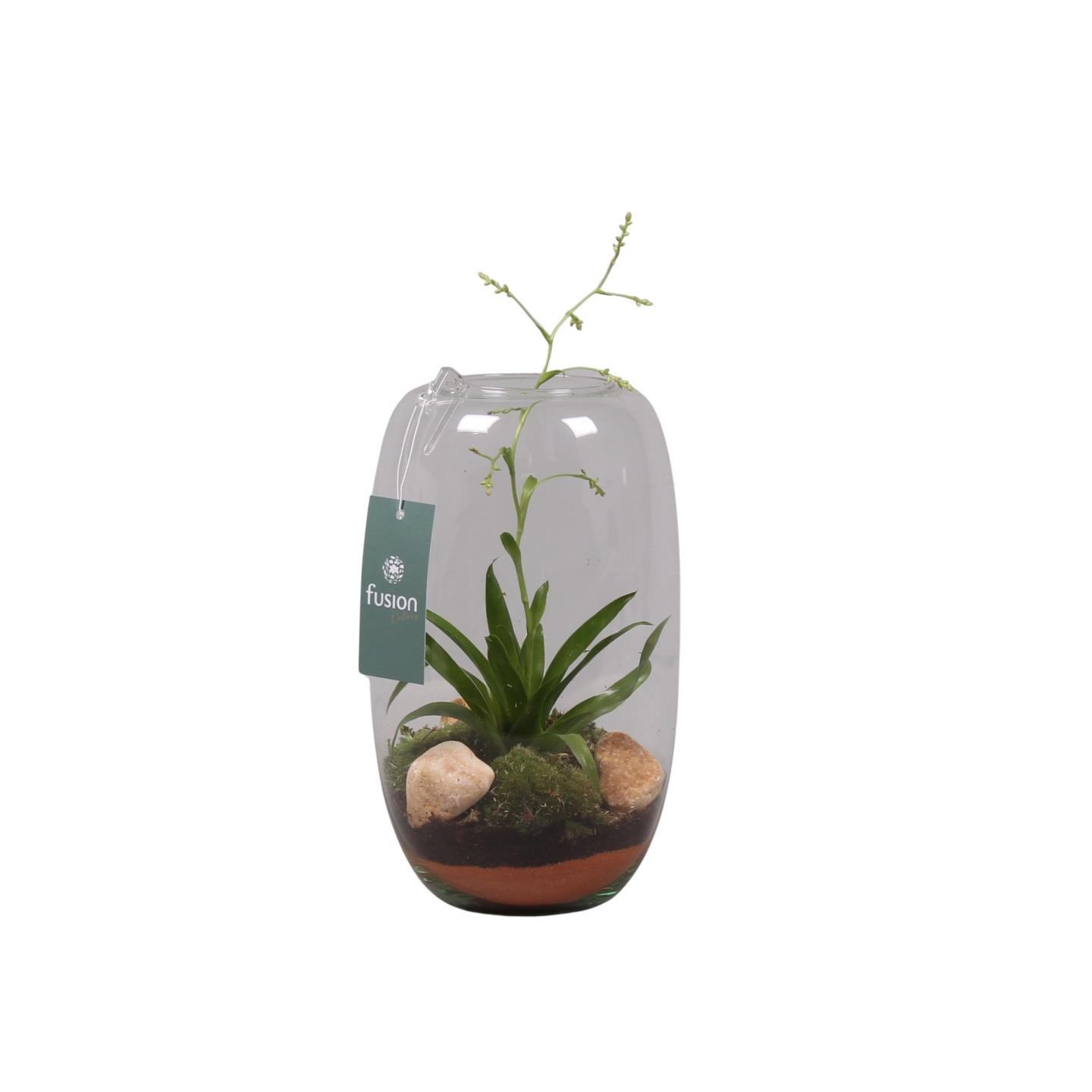 Glazen vaas middel met Tillandsia, D 15