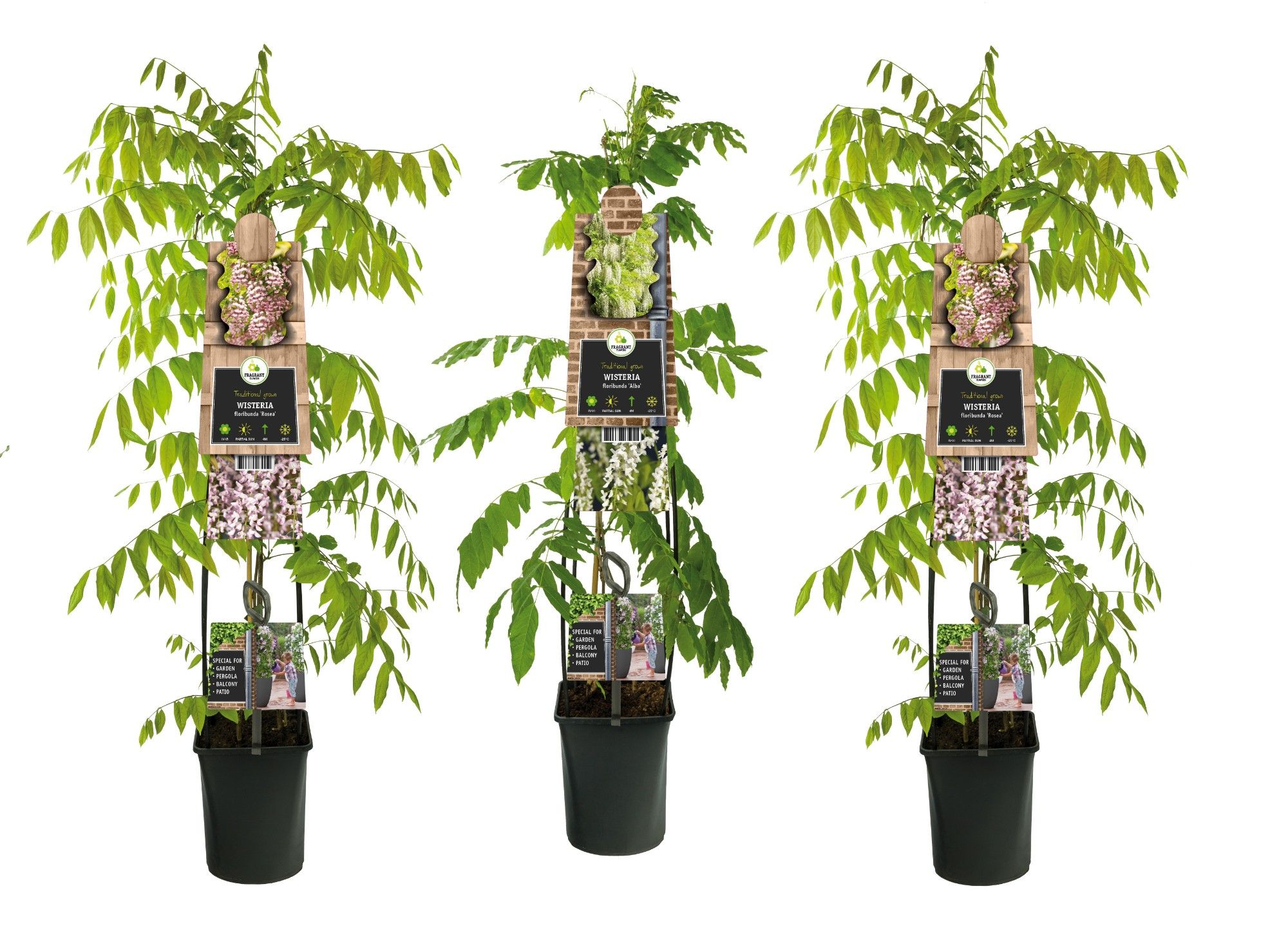 Mixshelf Wisteria +3.0 label, D 23 cm