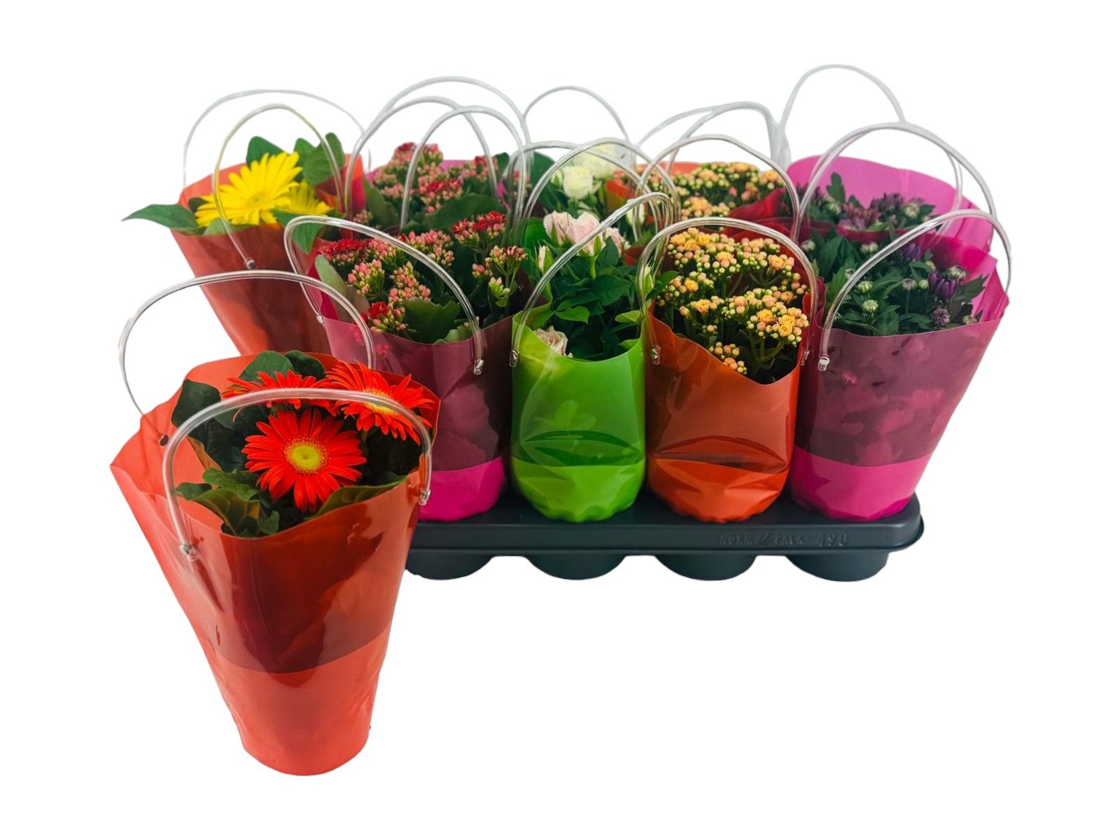 Bloeimix 12 cm | Lola Tas | Calandiva/Roos/Gerbera/Chrysant, D 12