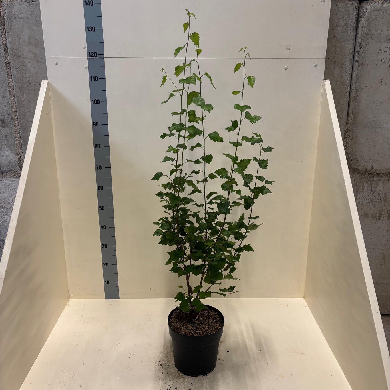 Betula pendula, D 24 cm