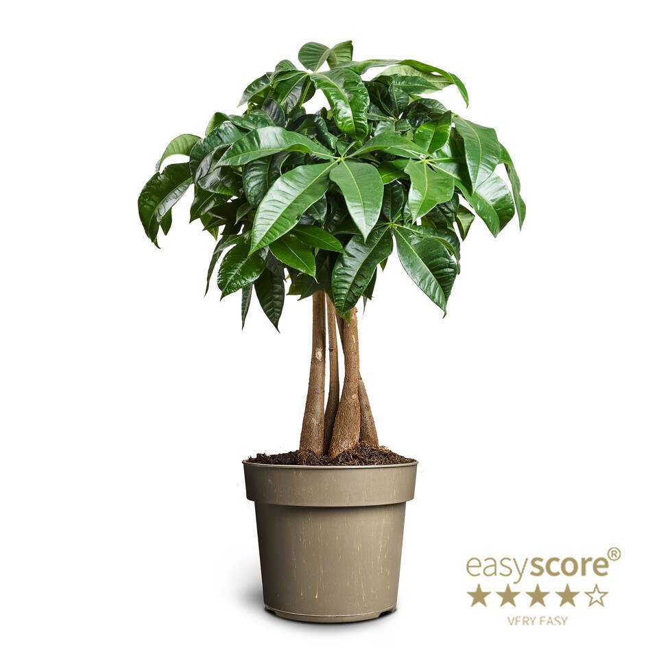 PACHIRA AQUATICA, D 17 cm