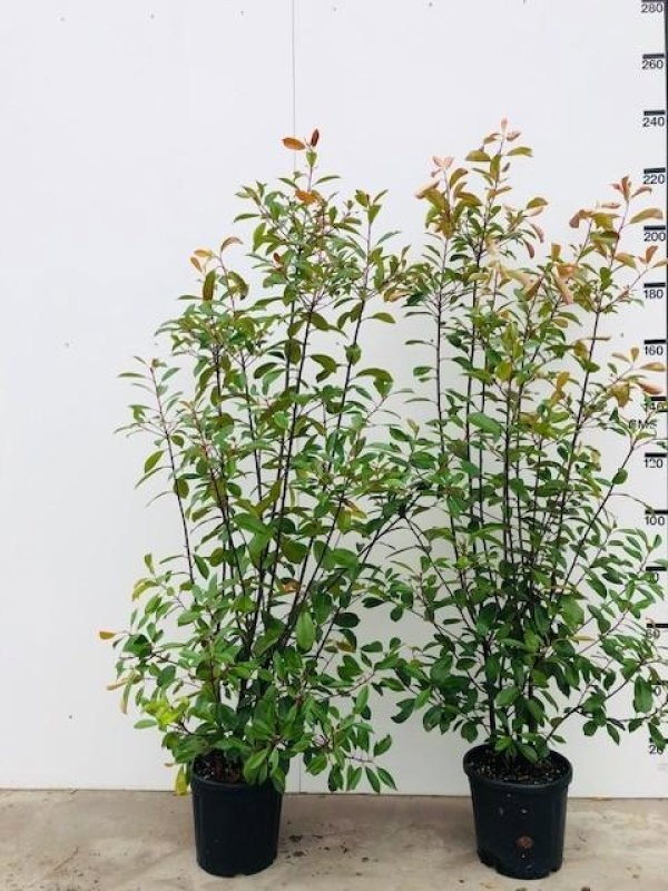 Photinia fraseri 'Red Robin', struik, D 38