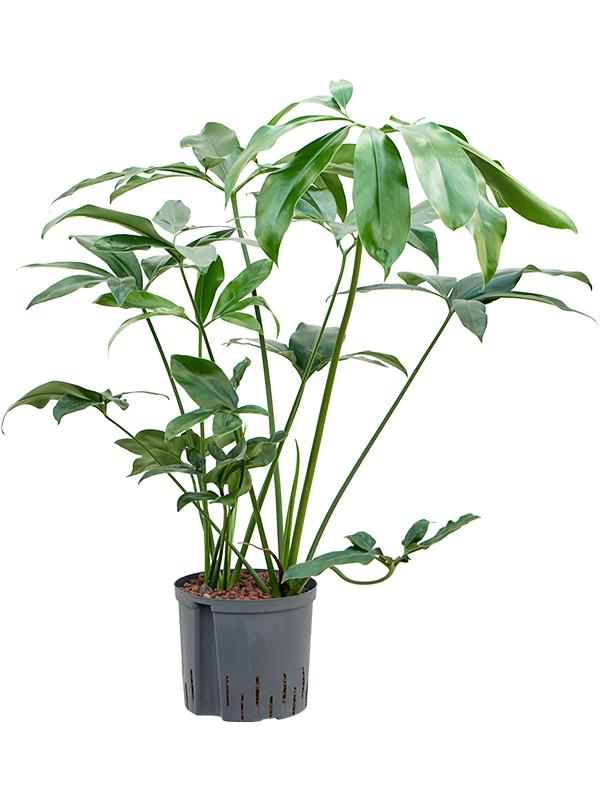 Philodendron 'Green Wonder', D 22