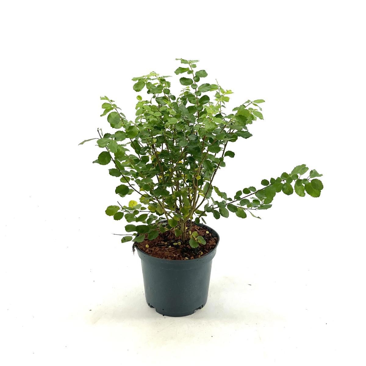 Azara serrata, D 19 cm