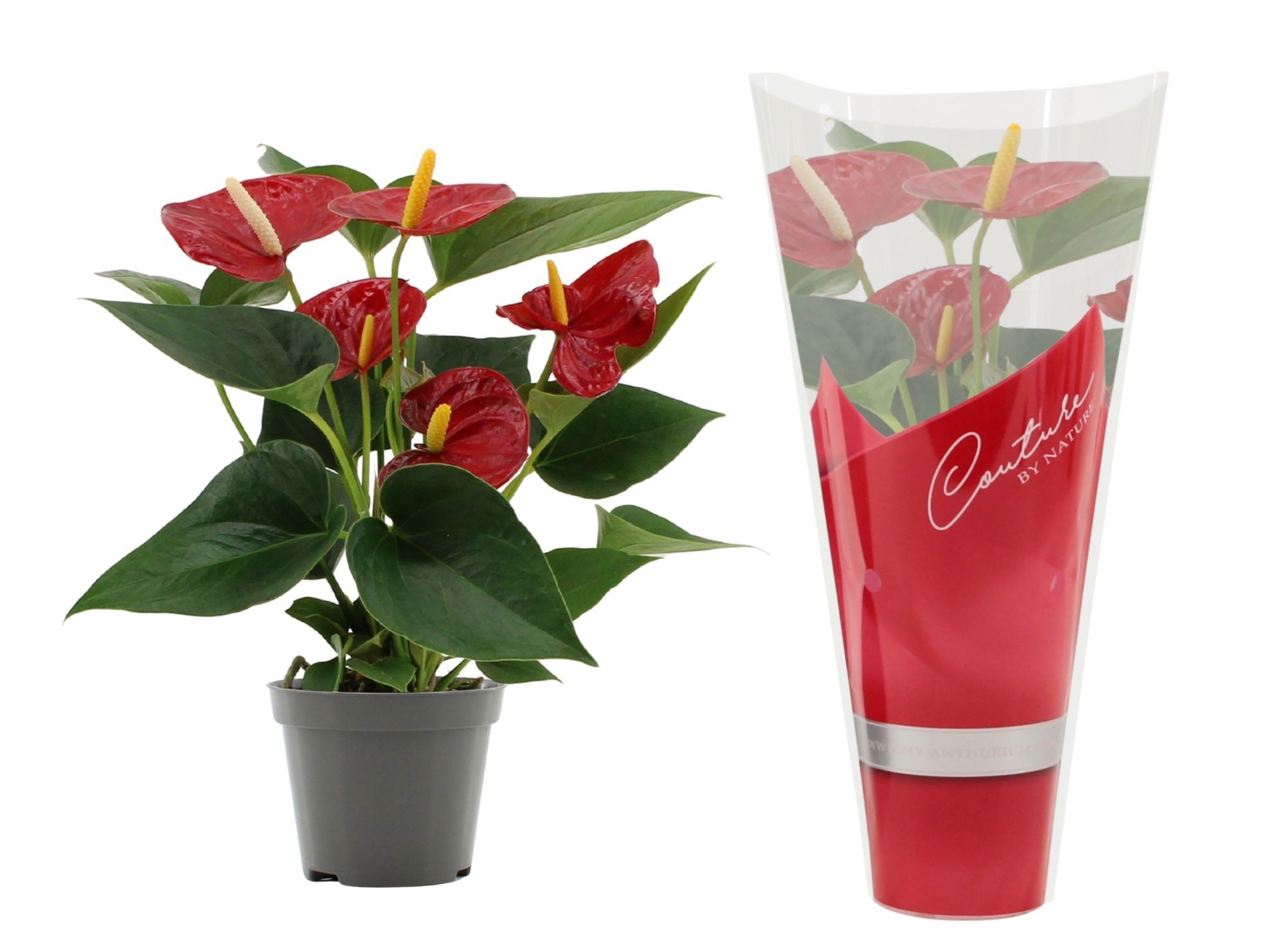 Anthurium Diamond Red in Couture sleeve, D 9 cm