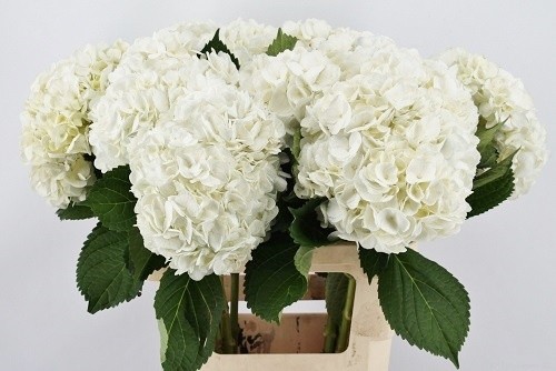 Гортензия Овериг 65, шт.