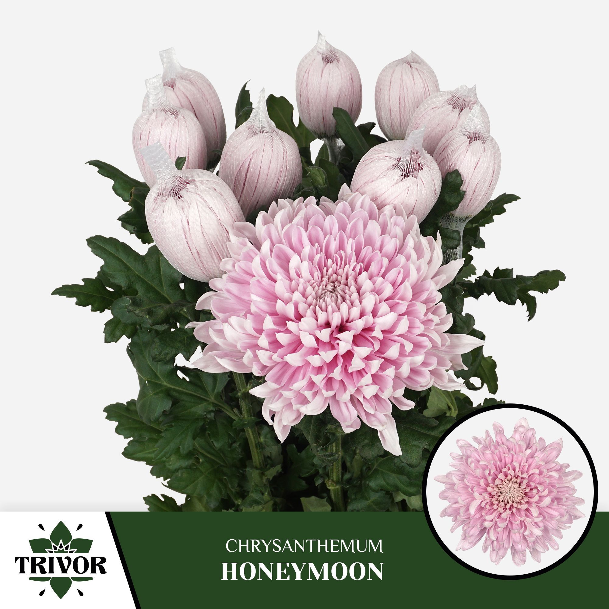 Хризантема од. Ханимун 70, шт.