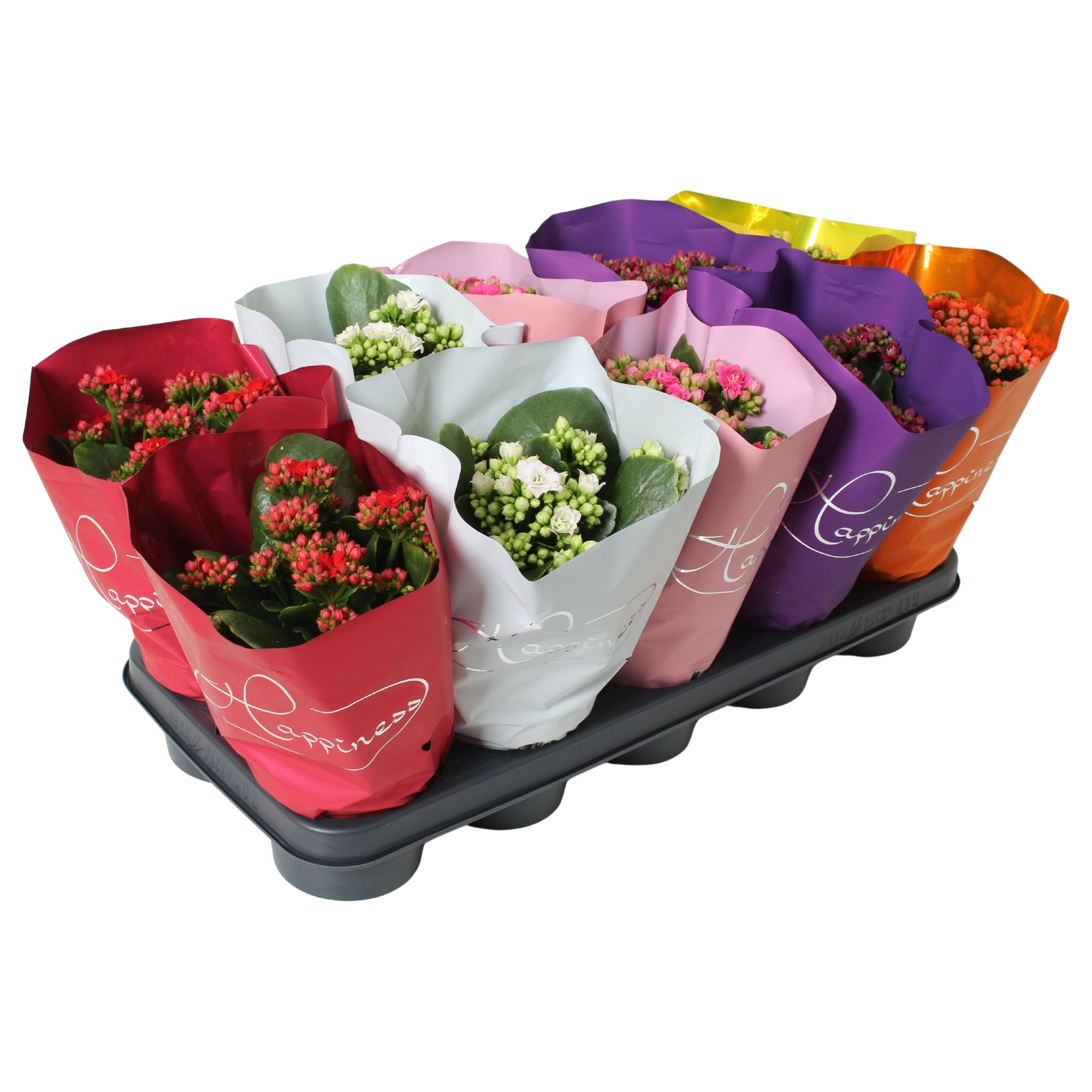 Kalanchoe dubbelbl. 'Happiness' Metallic gemengd, D 12 cm Kalanchoe dubbelbl. 'Happiness' Metallic gemengd, D 12 cm