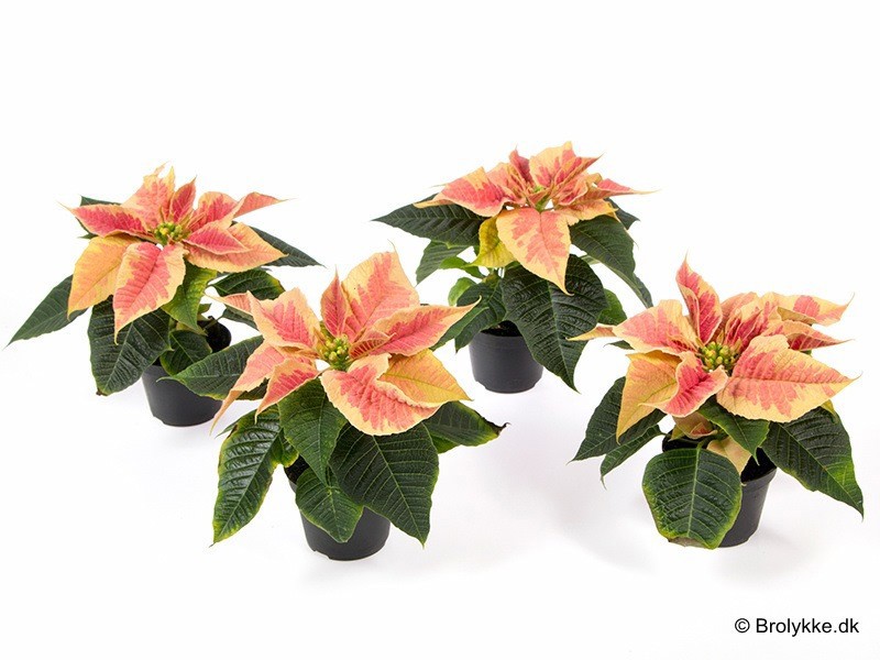 EUPHORBIA PULCHERRIMA 'MINI' 'FEELINGS MARBLE', D 6 cm