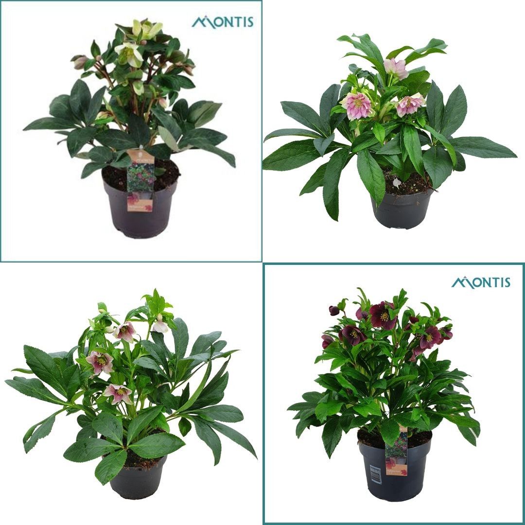 Helleborus Orientalis VIV 15 cm Mixtray, D 15