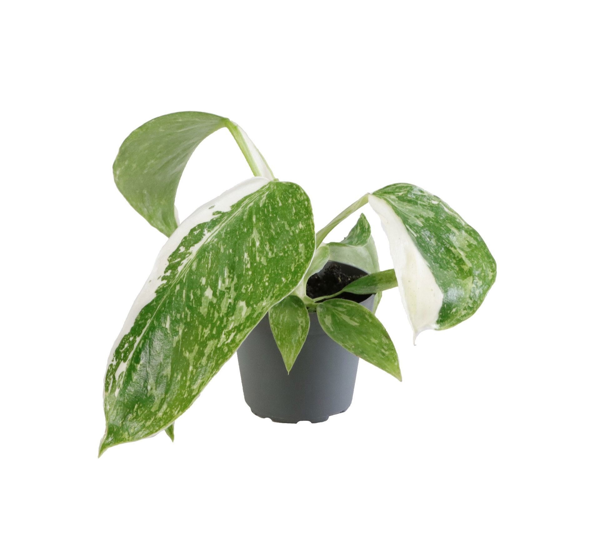 Philodendron Jose Buono 6 cm, D 6