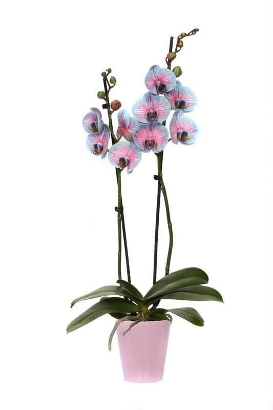 Zoe p12 dots pink pastel Phal I am Bubblegum 2T14+, D 12 cm