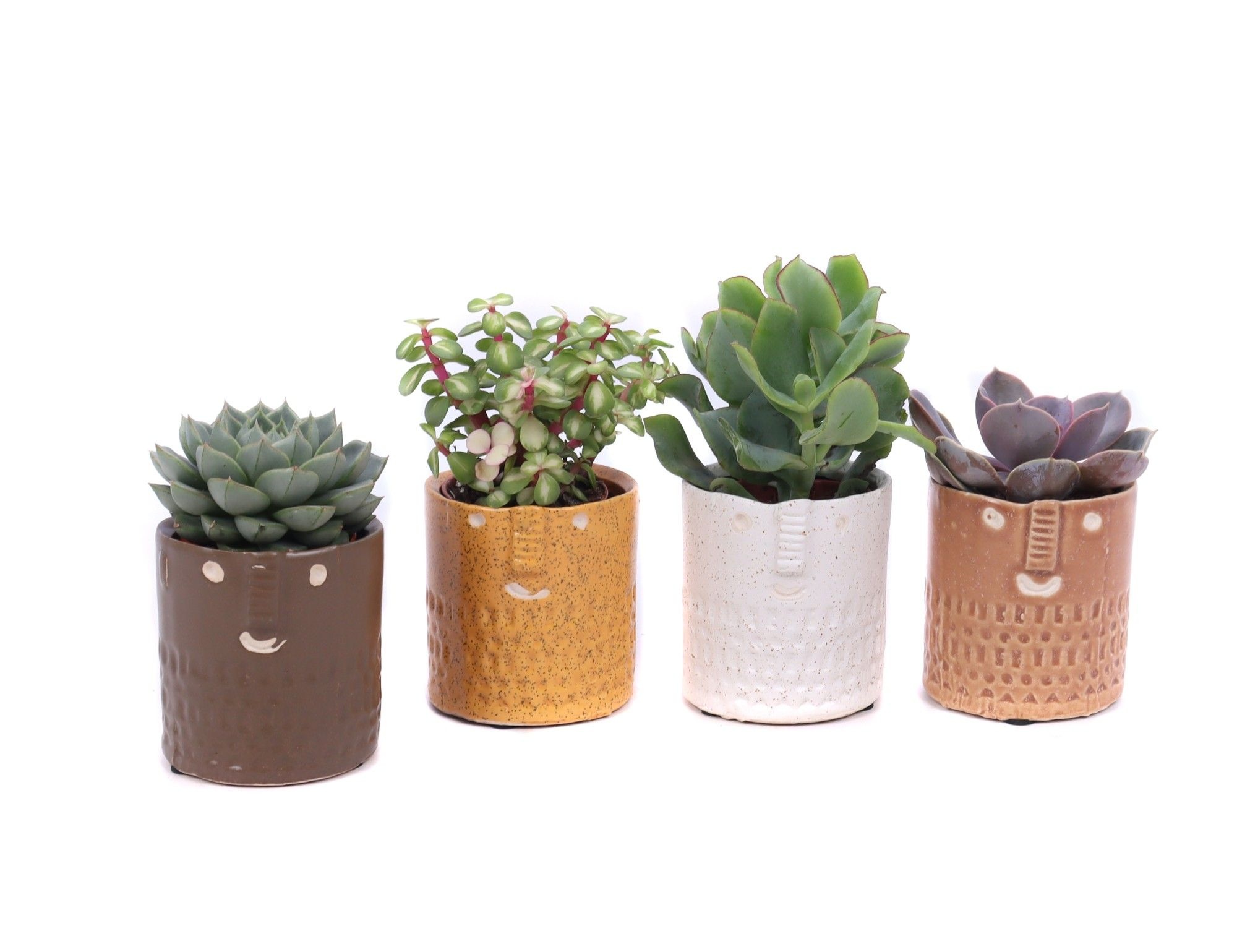 Succulent mix 5,5 cm in Zamora sierpot, D 6