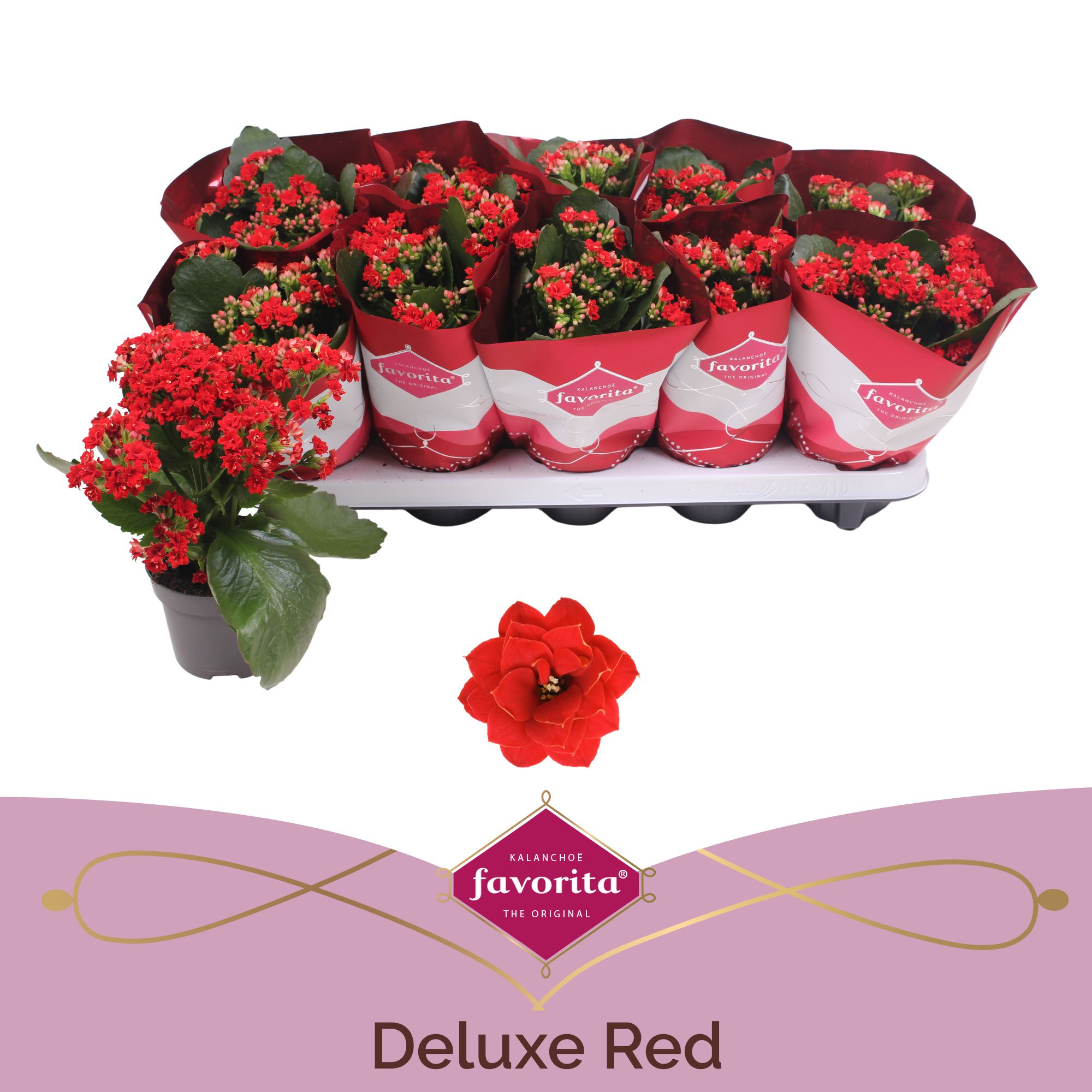 Kalanchoe Double Deluxe Red stadium 2, D 10,5