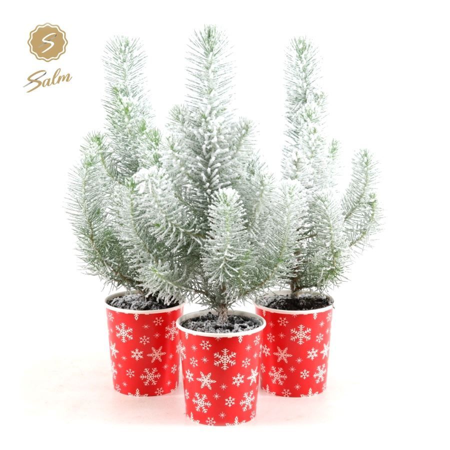 Pinus pinea 'Silver Crest' P10,5 in Cup X-mas Deco + Snow, D 11 cm