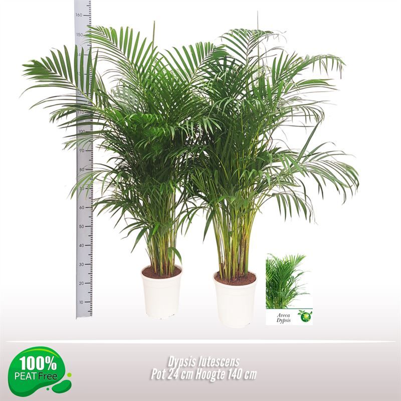 Dypsis lutescens, D 24