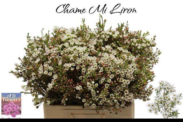 Шамелациум Лирон 60, шт.