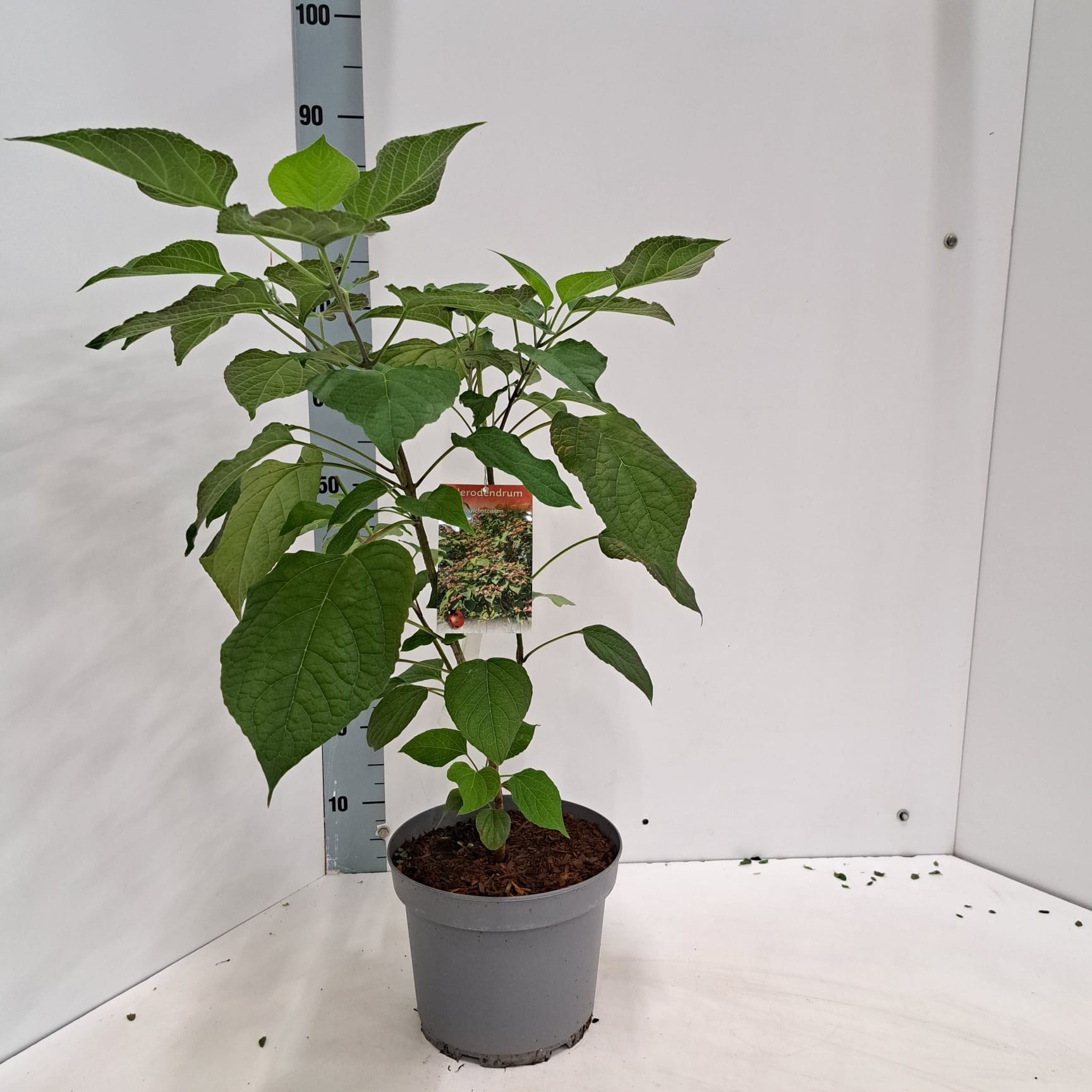 Clerodendrum trichotomum, D 23