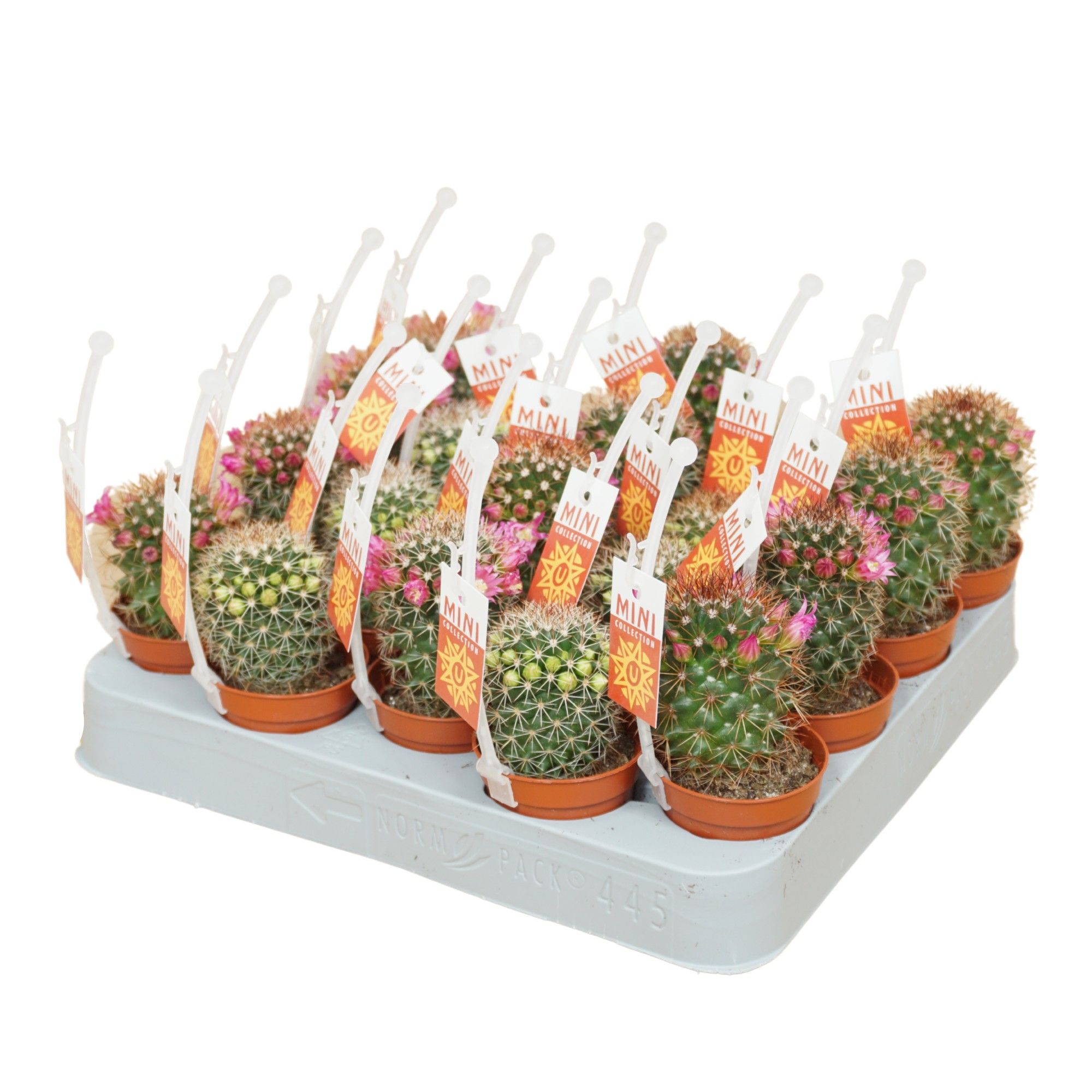 Cactus mammillaria mix 5,5 cm bloeiend met picker+etiket, D 5,5