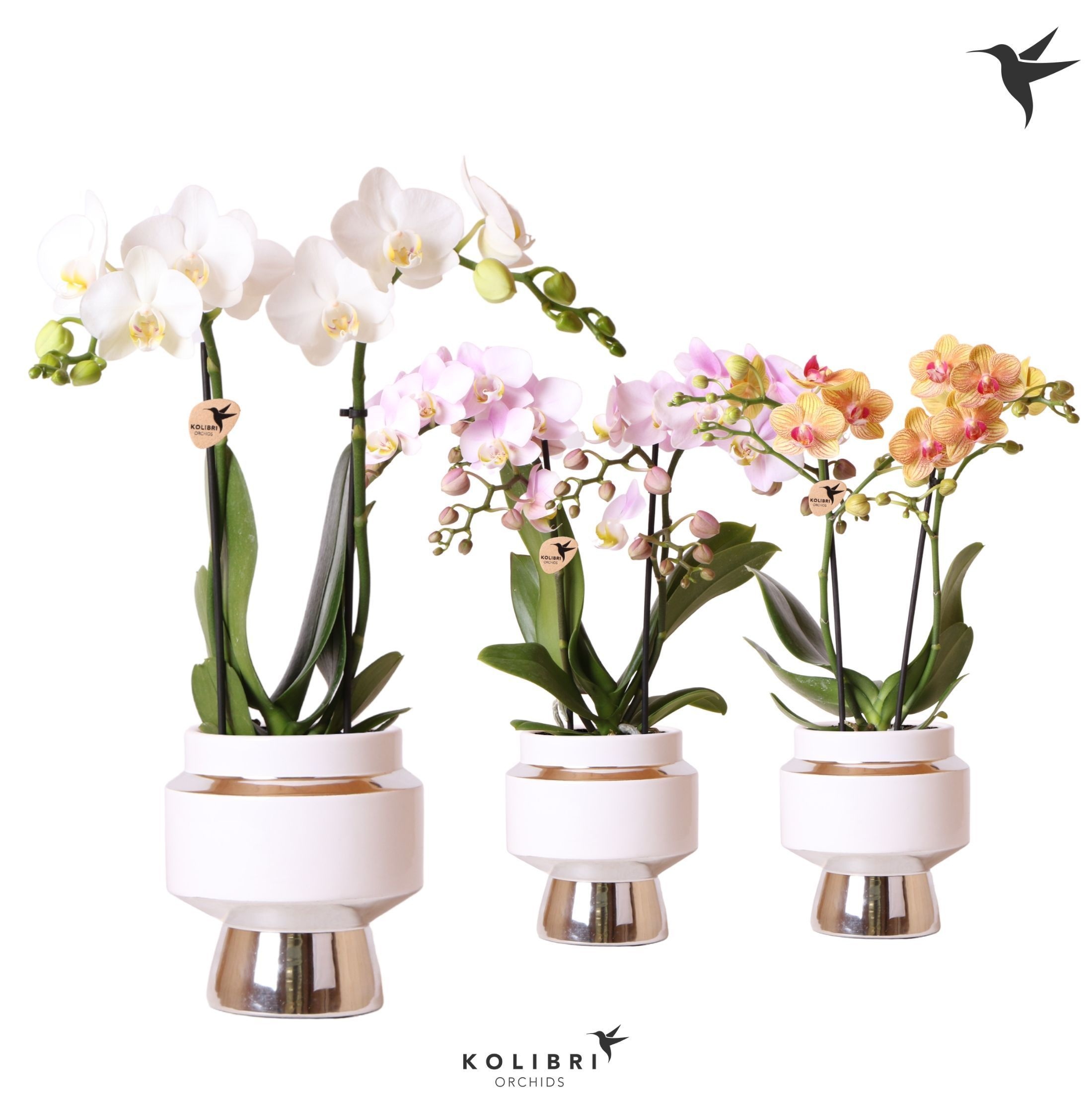 Kolibri Orchids Phalaenopsis mix 2 spike in Le Chic pot silver, D 9