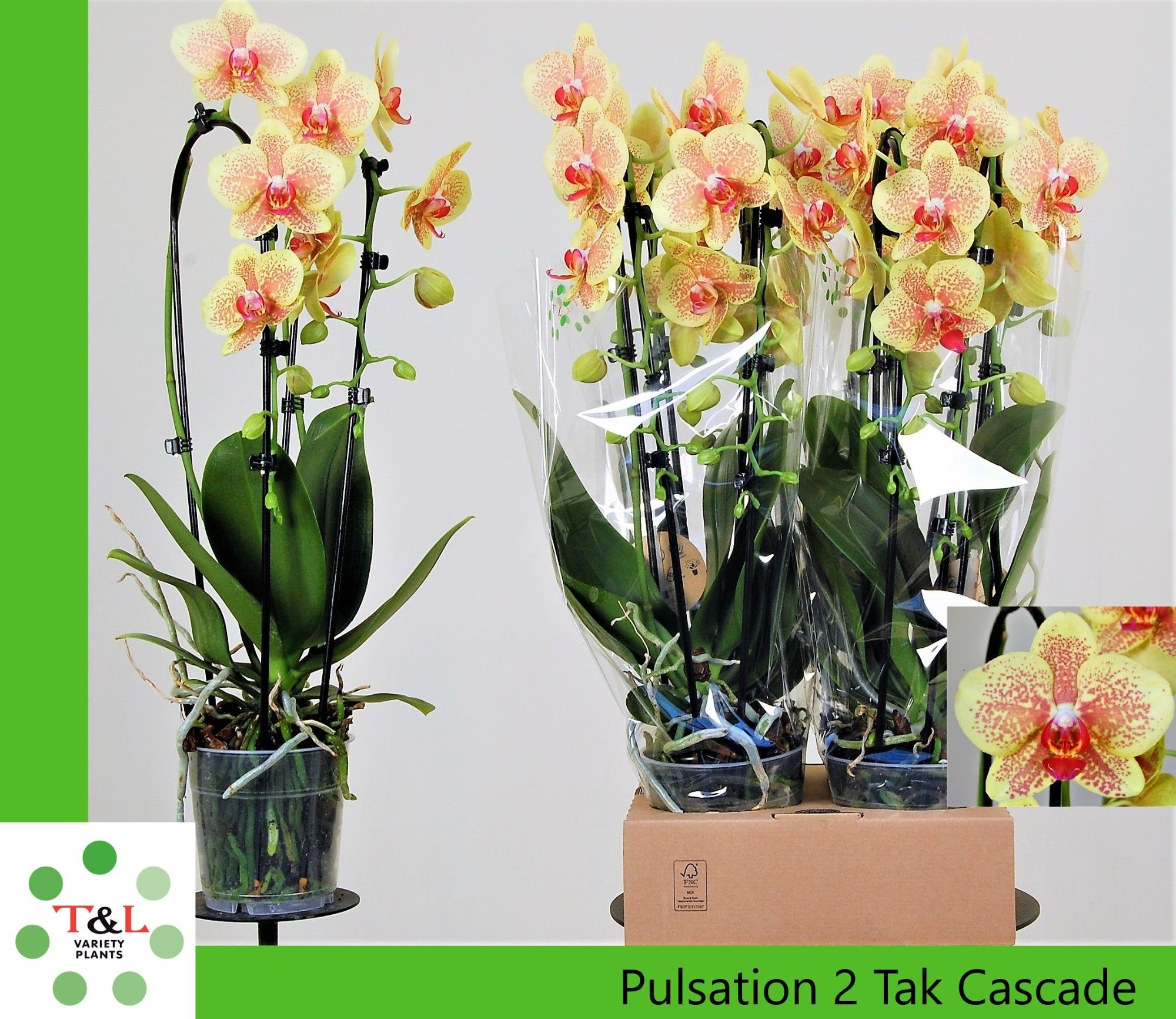 Pulsation 2 Tak Cascade, D 12 cm