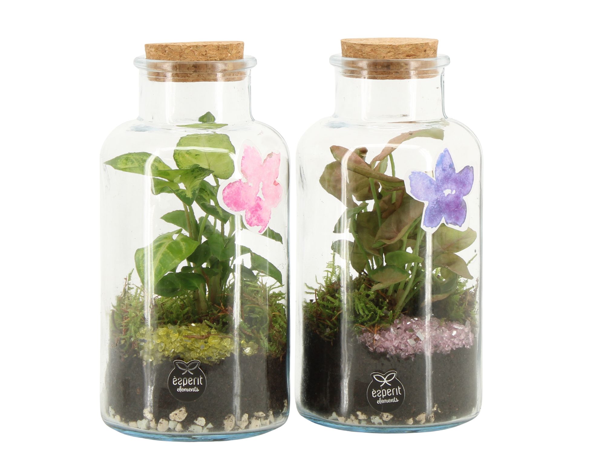 11634: Consideration terrarium, D 10 cm