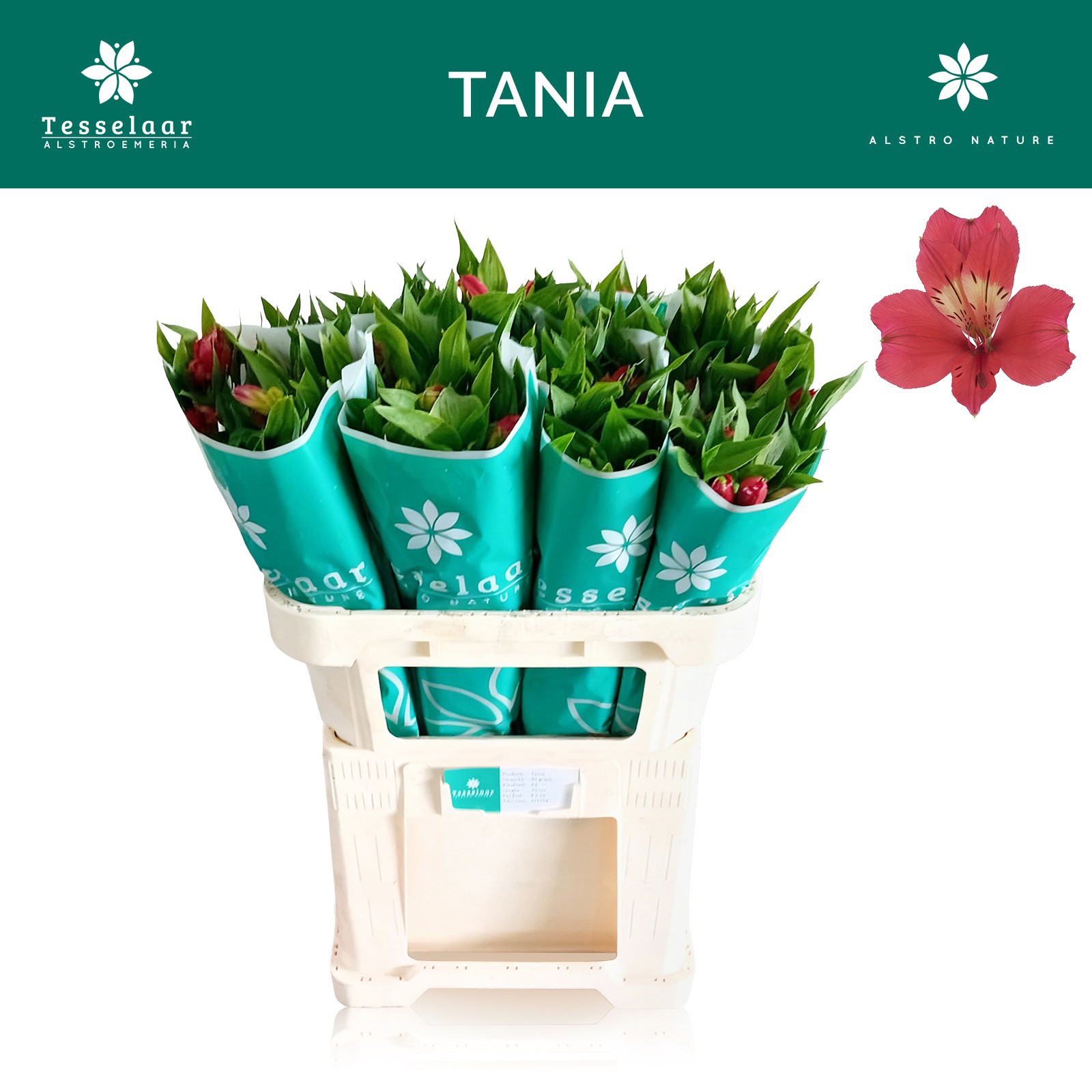 Альстромерия Таня, шт.