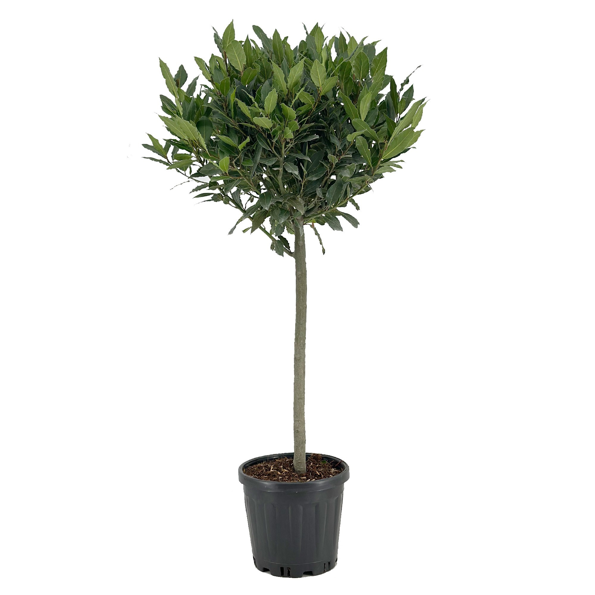 Laurus nobilis Bol op stam, D 25