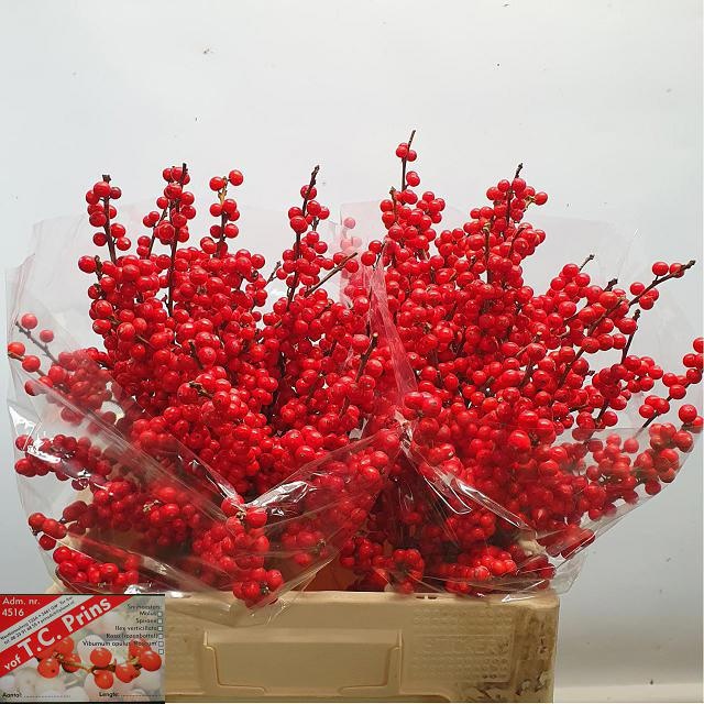 Илекс Красные ягоды 60, шт.