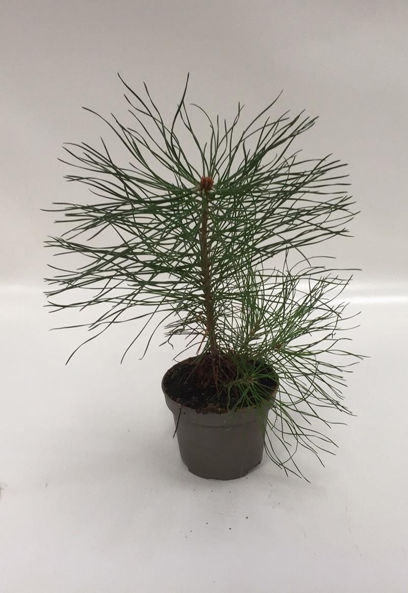 PINUS SYLVESTRIS, D 9 cm