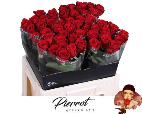 Роза од. Рэд Наоми 60, шт.