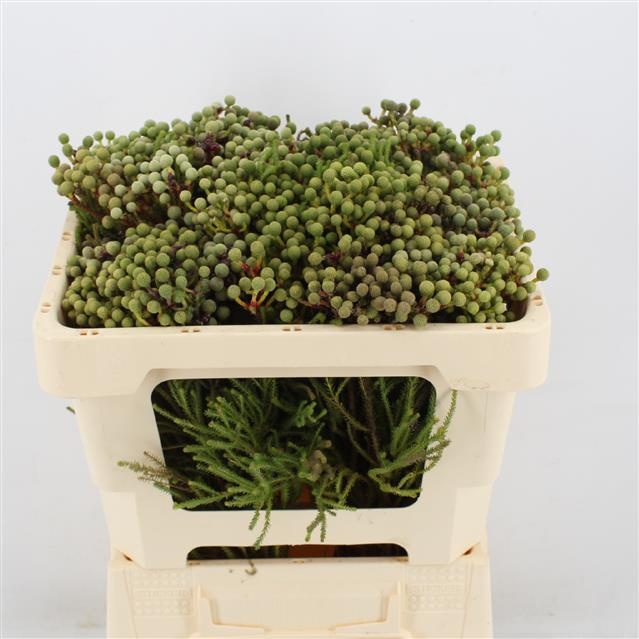 Берзелия Абротаноидес 50, шт.