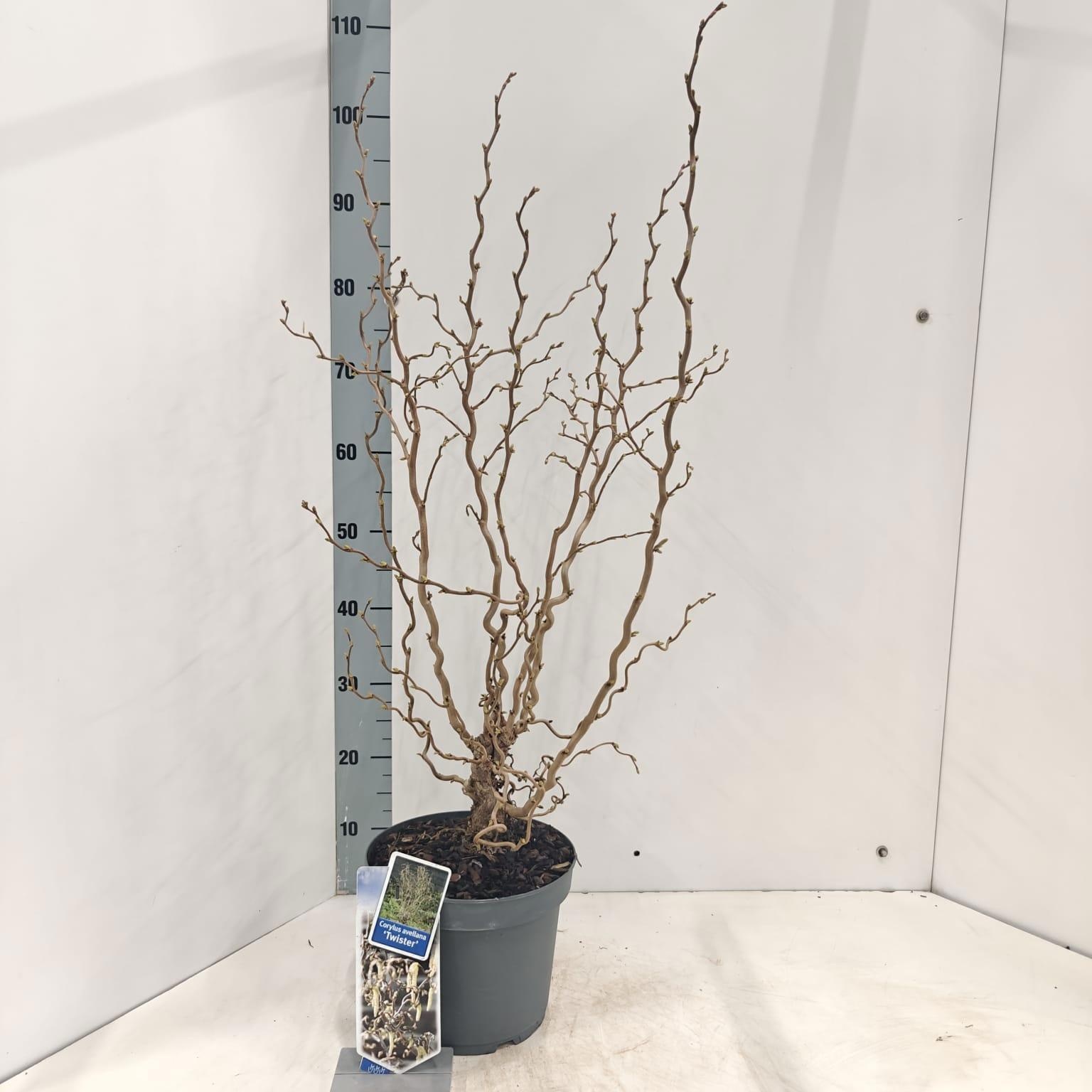 Corylus avellana 'Twister', D 23