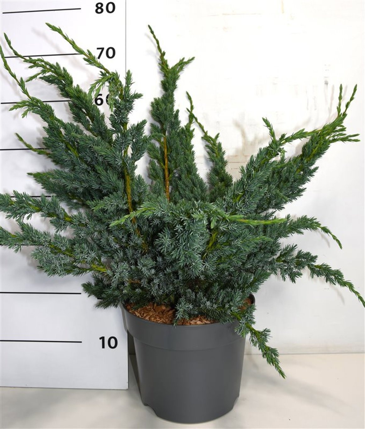 Juniperus squamata 'Meyeri', D 26
