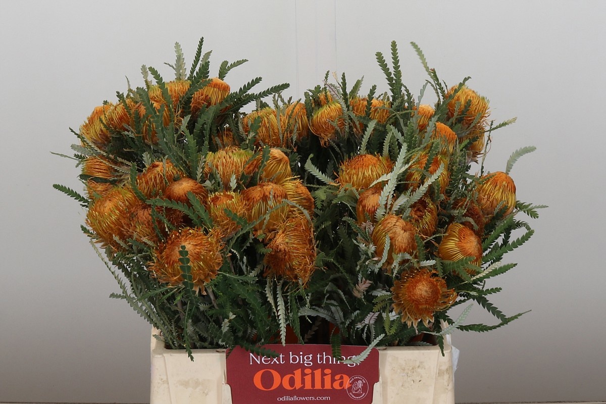 Банксия Формоса 40, шт.