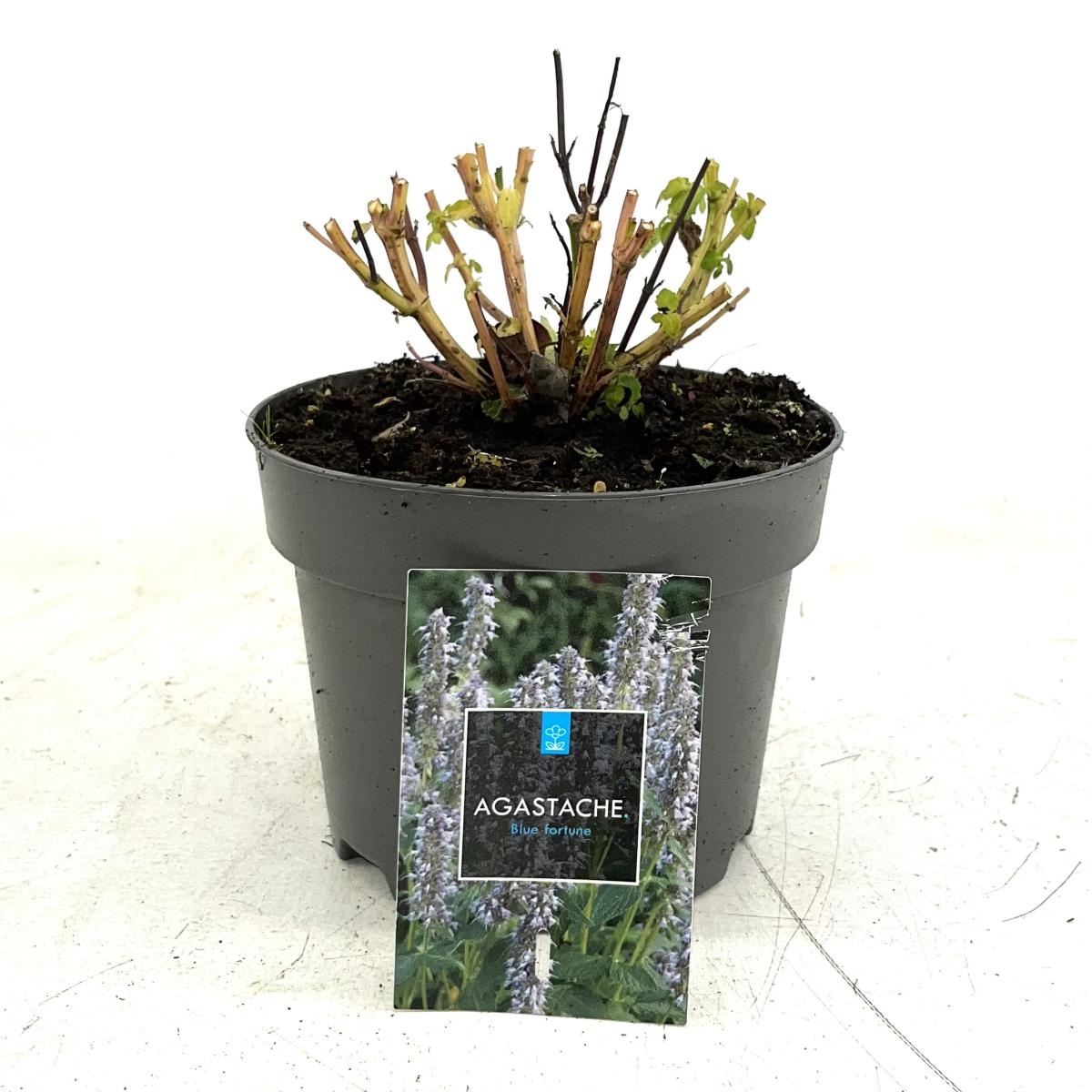 Agastache 'Blue Fortune', D 17