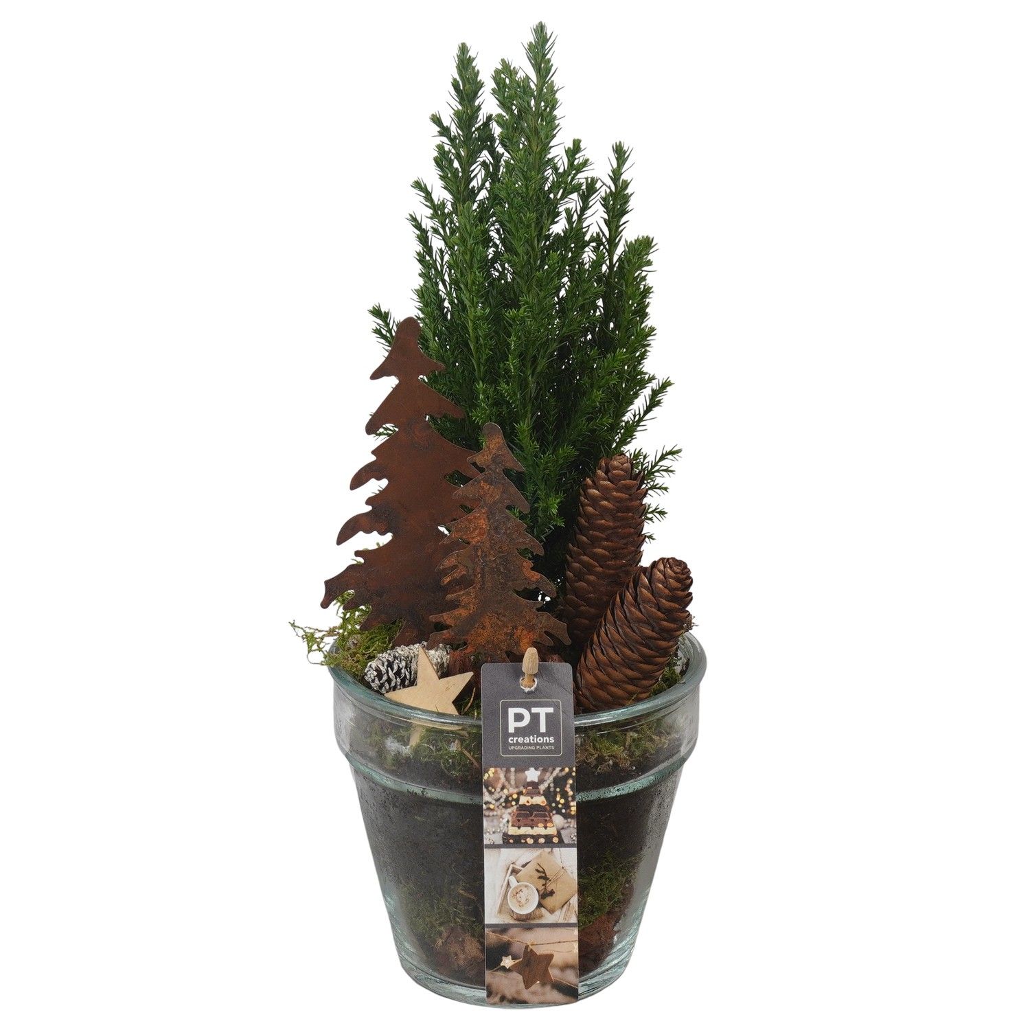 PTCWW6806 Arrangement Winter in glazen vaas, D 13 cm