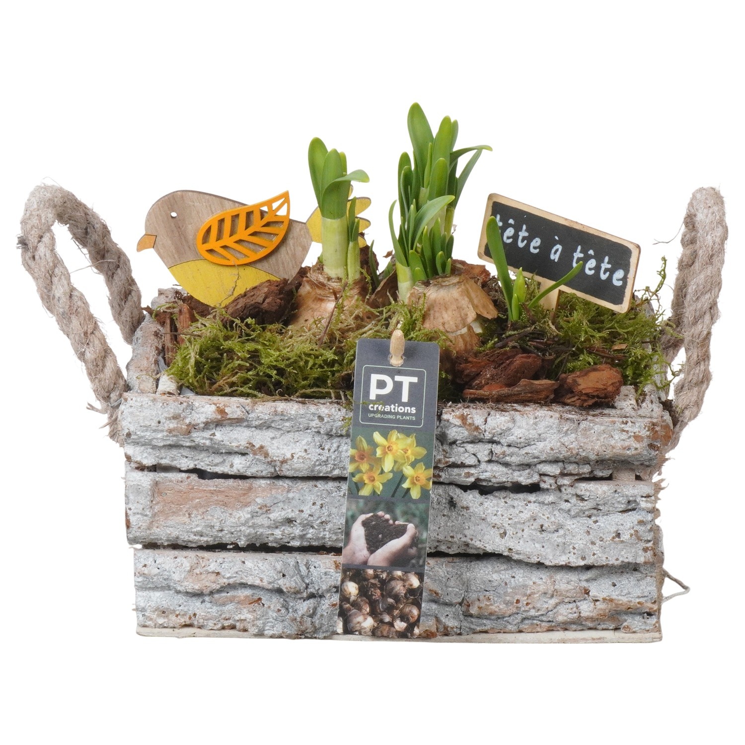 PTN8702 Arrangement Narcissus in houten bak, D 20