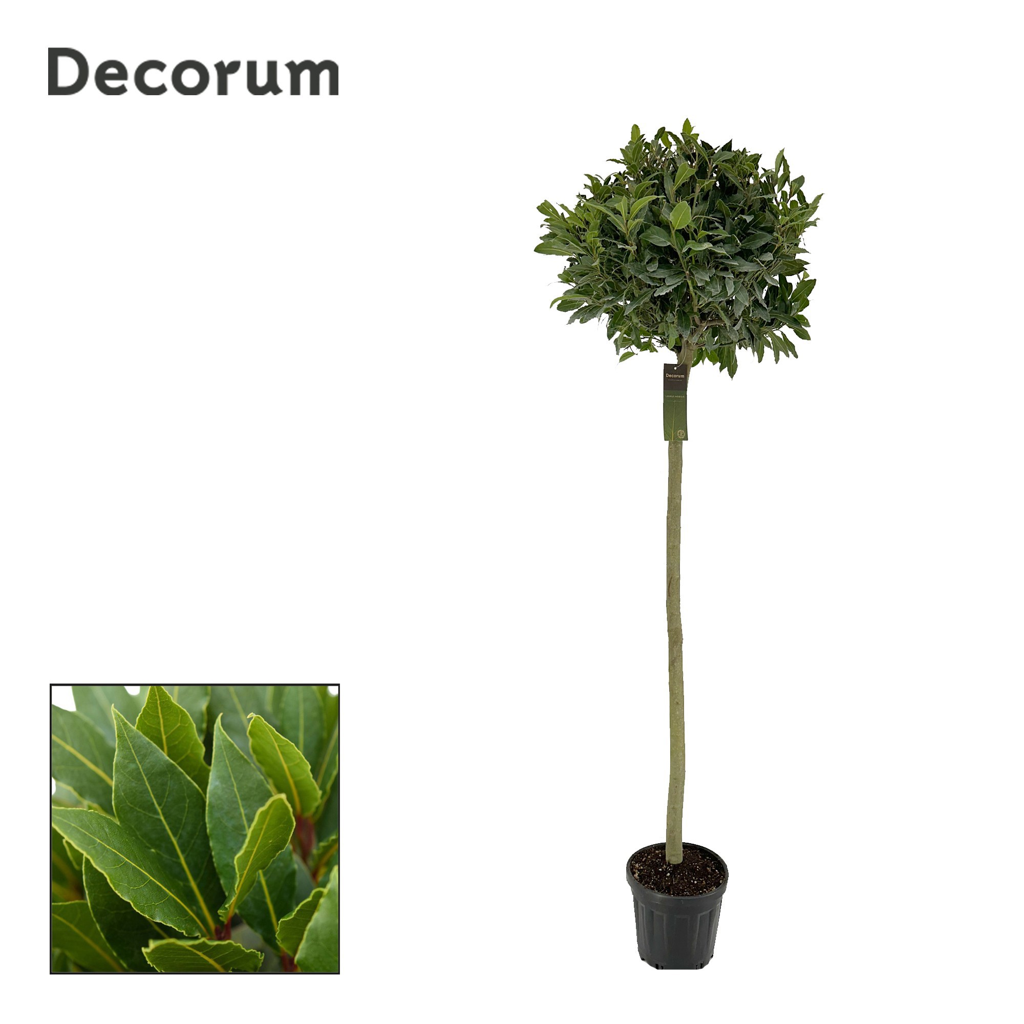 Laurus nobilis Bol op stam, D 25
