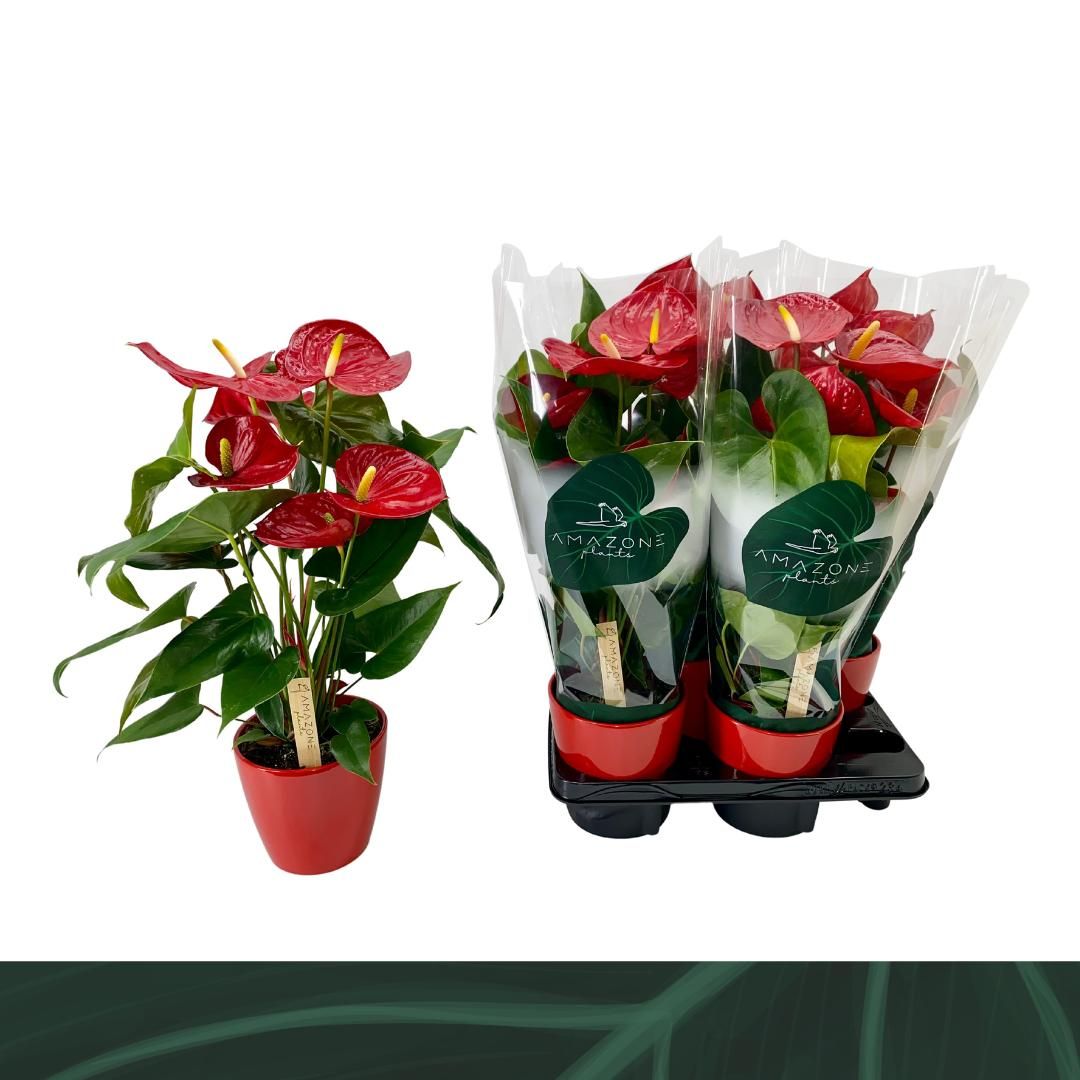 Anthurium rood keramiek 14cm, D 14