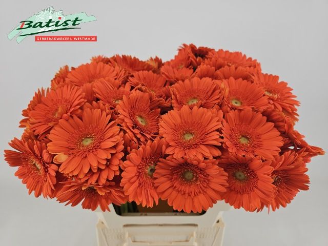 Гермини Герни, шт.