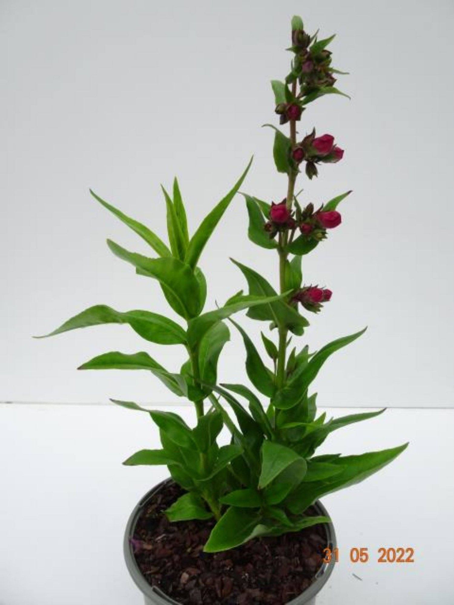 Penstemon barbatus 'Pentastic', verschillende kleuren, D 13