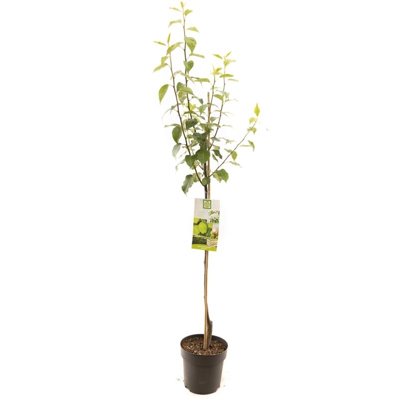 Pyrus x bret. Early Shu halfstam Chinapeer, D 27