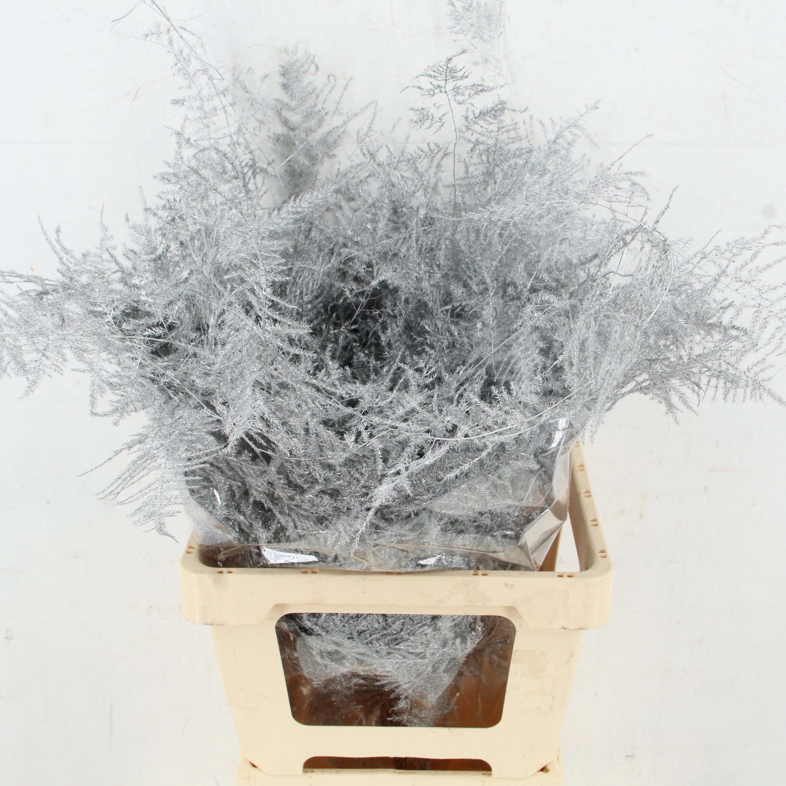 Аспарагус Овериг Крашеный (краш. ) 60, шт.