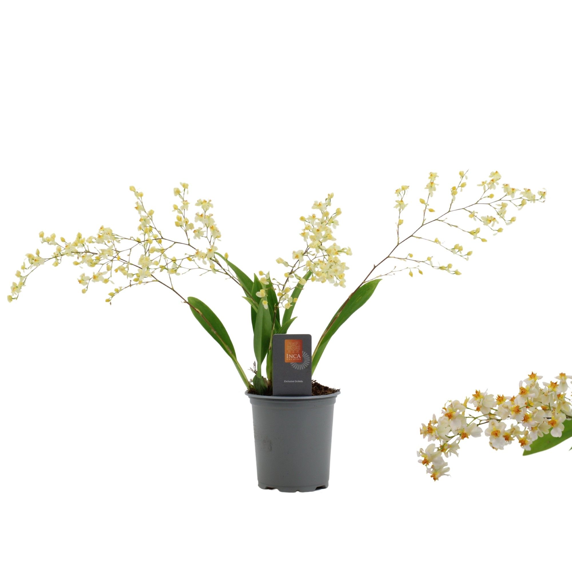 Inca Oncidium Twinkle 4 spike 9 cm, D 9