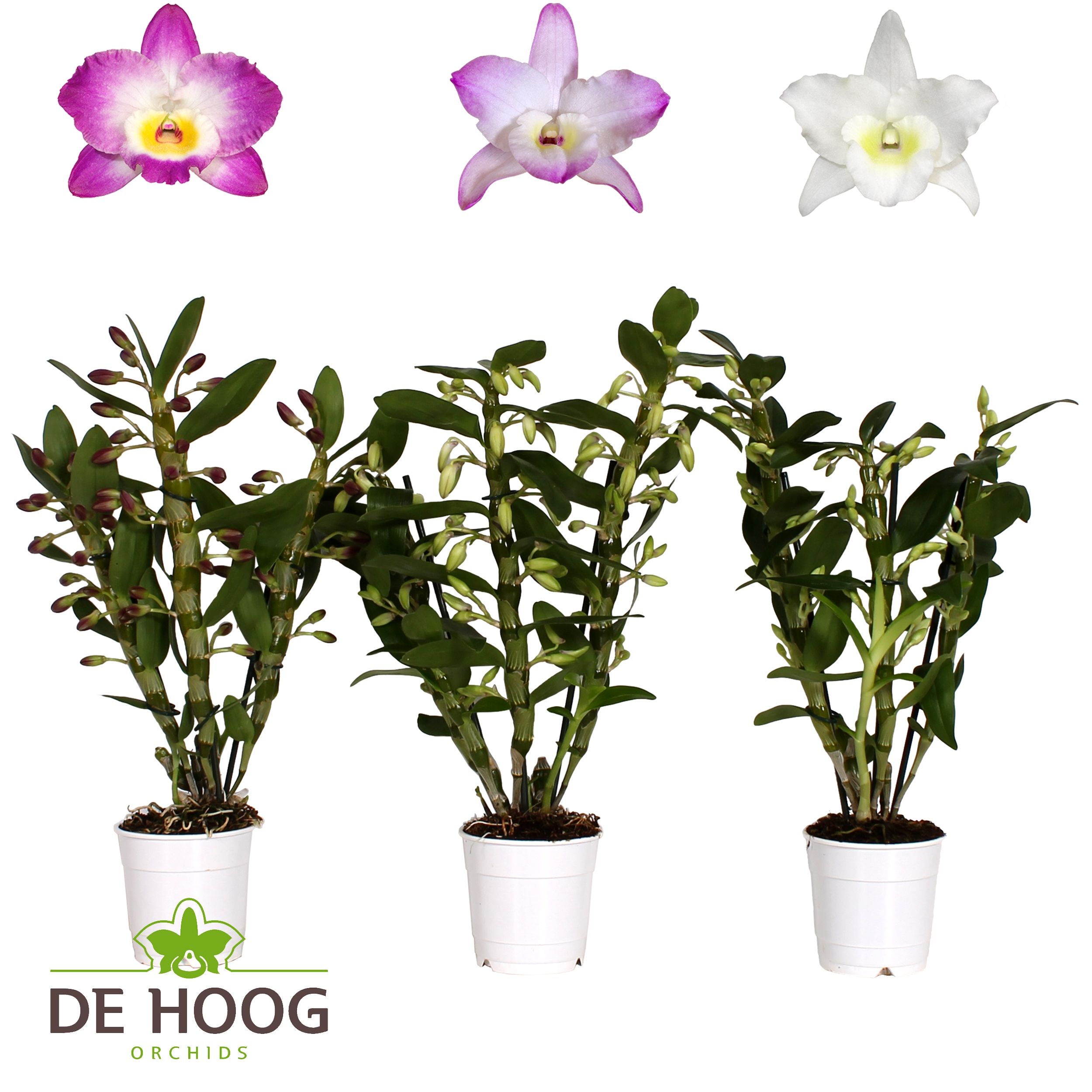 Dendrobium Nobile Mix 3 stam 16+ tros De Hoog, D 12
