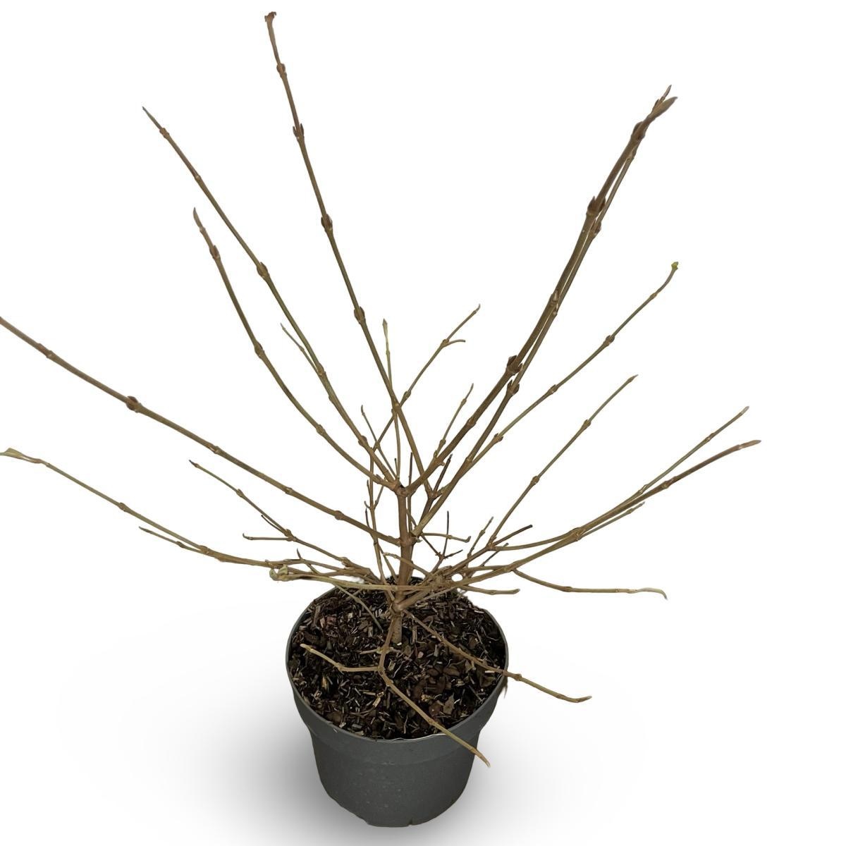 Viburnum plic. Kilimandjaro, D 21